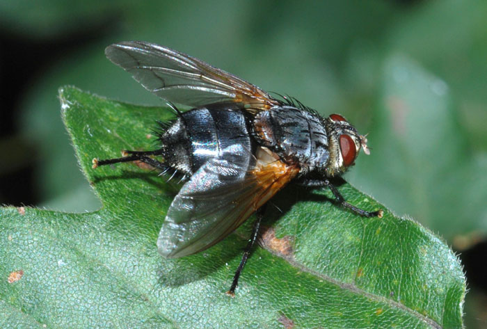 Nemoraea pellucida, Tachinidae